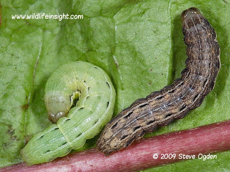 Large Yellow Underwing caterpillars (Noctua pronuba)  green and brown forms © 2009 Steve Ogden