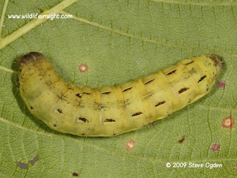Large Yellow Underwing pre pupating caterpillar © 2009 Steve Ogden