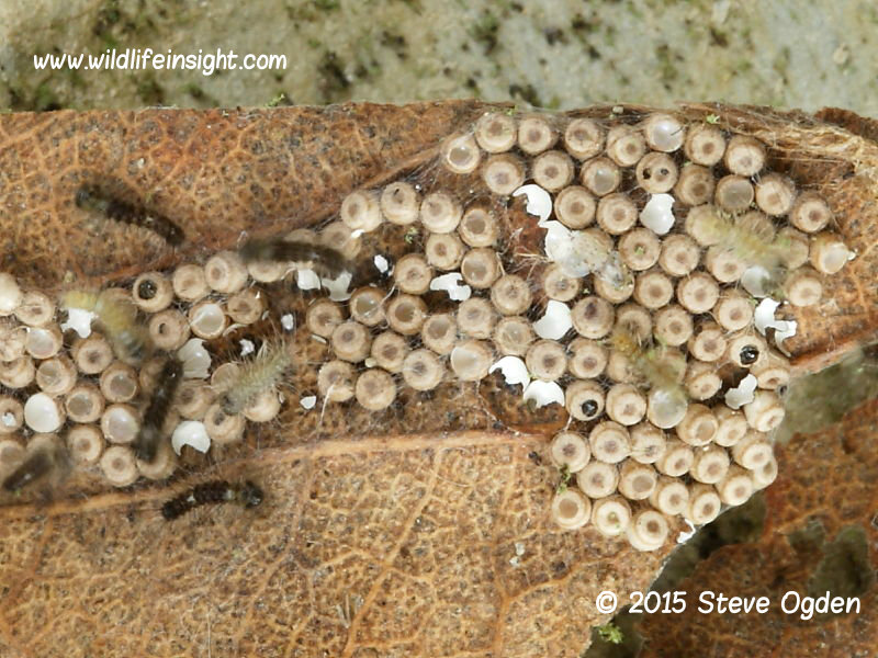 Dispersing Vapourer moth caterpillars having eaten their eggshells - photo Steve Ogden