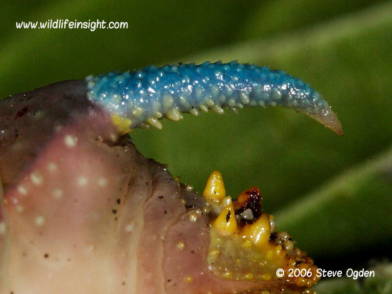 Lime Hawkmoth blue tail spike © 2006 Steve Ogden