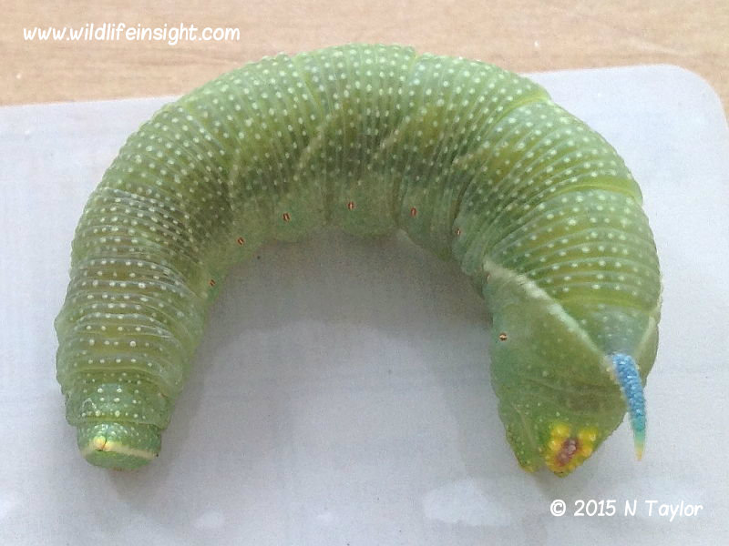 Lime Hawkmoth caterpillar fully grown © N Taylor 2015