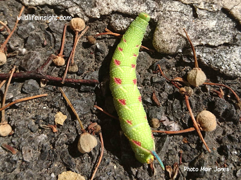 Lime Hawkmoth caterpillar photo Mair Jones