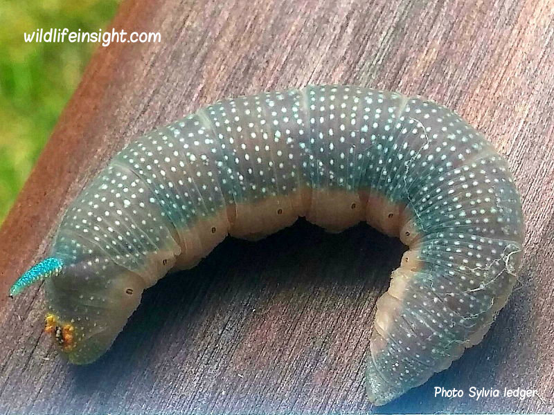 Lime Hawkmoth caterpillar prepupating photo Sylvia Ledger