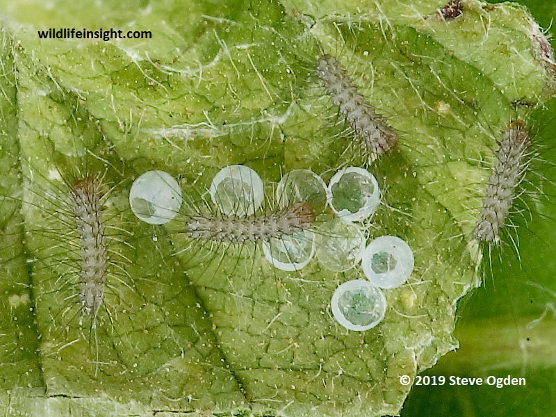 Hatching Muslin Moth caterpillars eating eggs