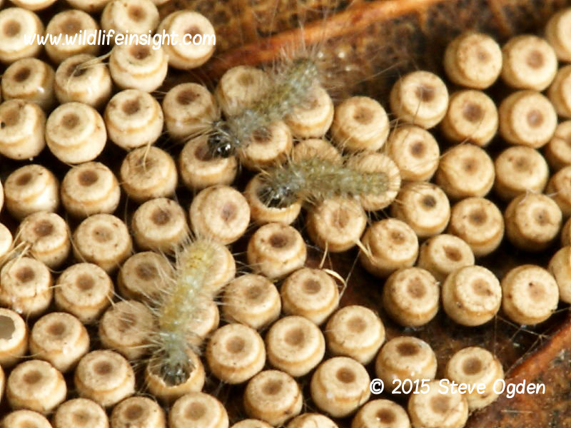 Vapourer moth caterpillars eating their eggshells - photo Steve Ogden