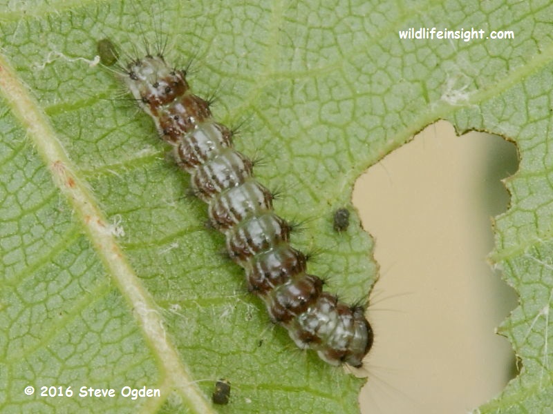 Nut-tree Tussock moth (Colocasia coryli) 7 mm caterpillar © 2014 Steve Ogden