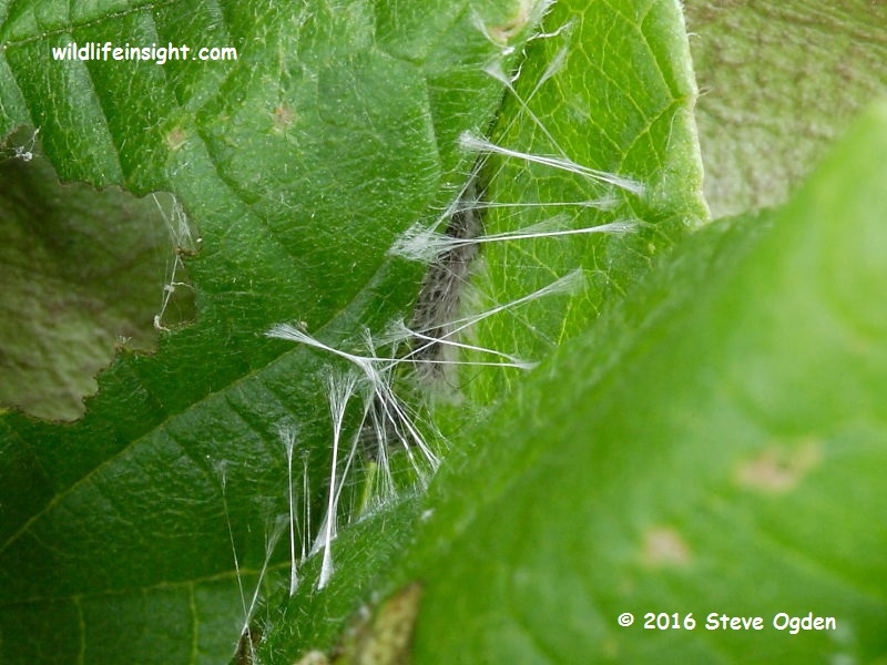 Nut-tree Tussock moth (Colocasia coryli) caterpillar spun leaf roll © 2014 Steve Ogden