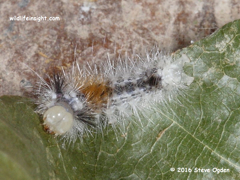 Nut-tree Tussock moth (Colocasia coryli) 10 mm caterpillar © 2014 Steve Ogden