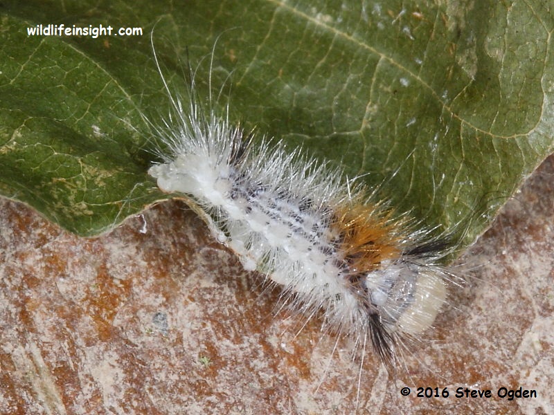 Nut-tree Tussock moth (Colocasia coryli) 10 mm caterpillar © 2014 Steve Ogden