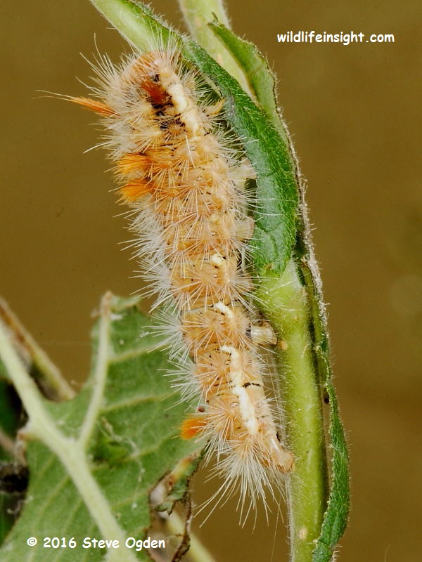 Nut-tree Tussock moth (Colocasia coryli) 25 mm caterpillars © 2014 Steve Ogden
