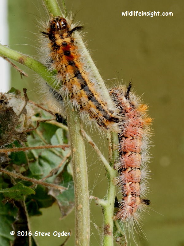 Nut-tree Tussock moth (Colocasia coryli) 25 mm caterpillars © 2014 Steve Ogden