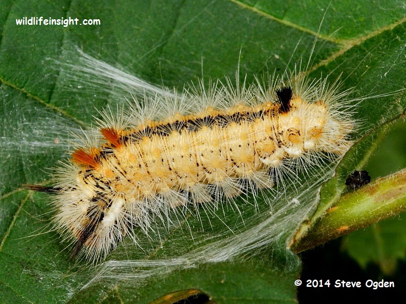 Nut-tree Tussock moth (Colocasia coryli) pupating 35 mm caterpillar © 2014 Steve Ogden