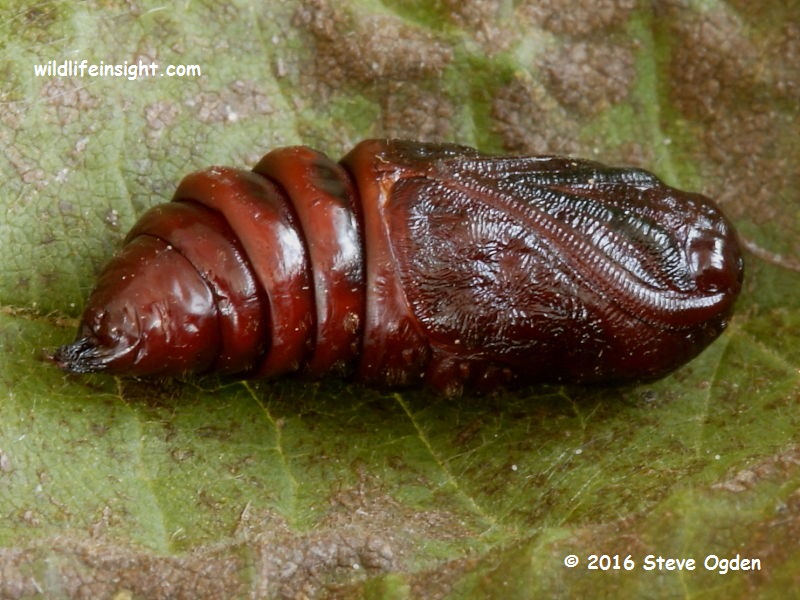 Nut-tree Tussock moth (Colocasia coryli) pupa exposed from leaf cocoon © 2014 Steve Ogden