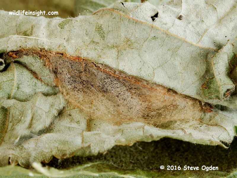 Nut-tree Tussock moth (Colocasia coryli) leaf cocoon © 2014 Steve Ogden