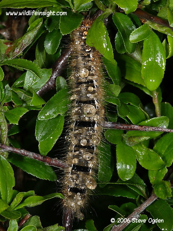 Fully grown Oak Eggar caterpillar end of May © 2006 Steve Ogden