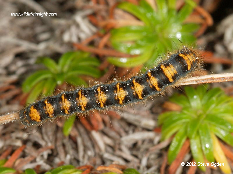 Eggar moth caterpillar early instar pre over wintering November 23rd   © 2012 Steve Ogden