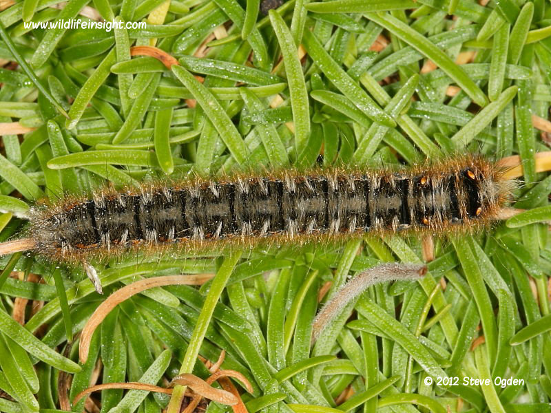 Eggar moth caterpillar pre over wintering November 23rd   © 2012 Steve Ogden