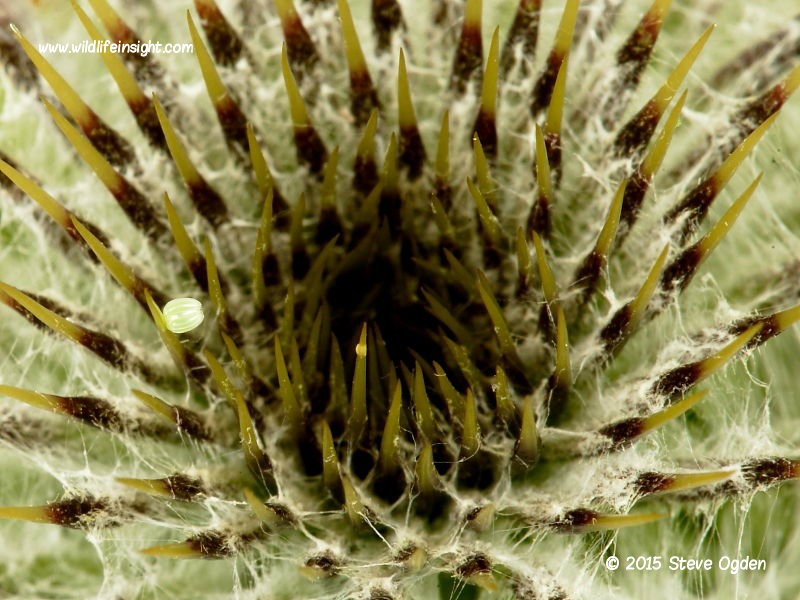 Painted Lady Butterfly egg (Vanessa cardui) laid on thistle head photo © 2015 Steve Ogden
