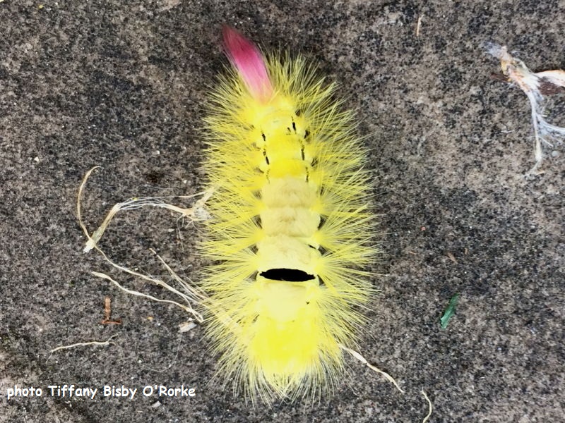 Yellow form of Pale Tussock caterpillar - photo Tiffany Brisy O'Rorke