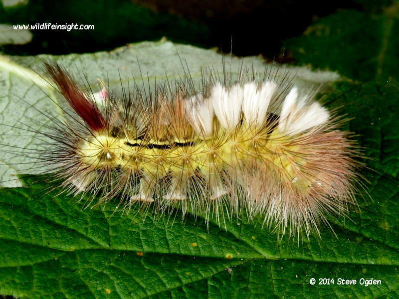 Pale Tussock (Calliteara pudibunda) 20mm larva. Photo Steve Ogden.