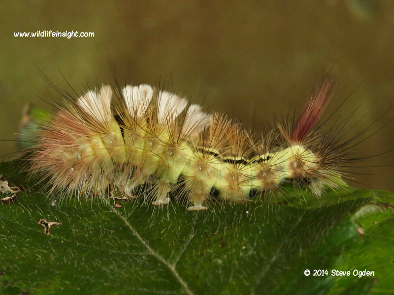 Pale Tussock (Calliteara pudibunda) 38mm larva © 2013 Steve Ogden