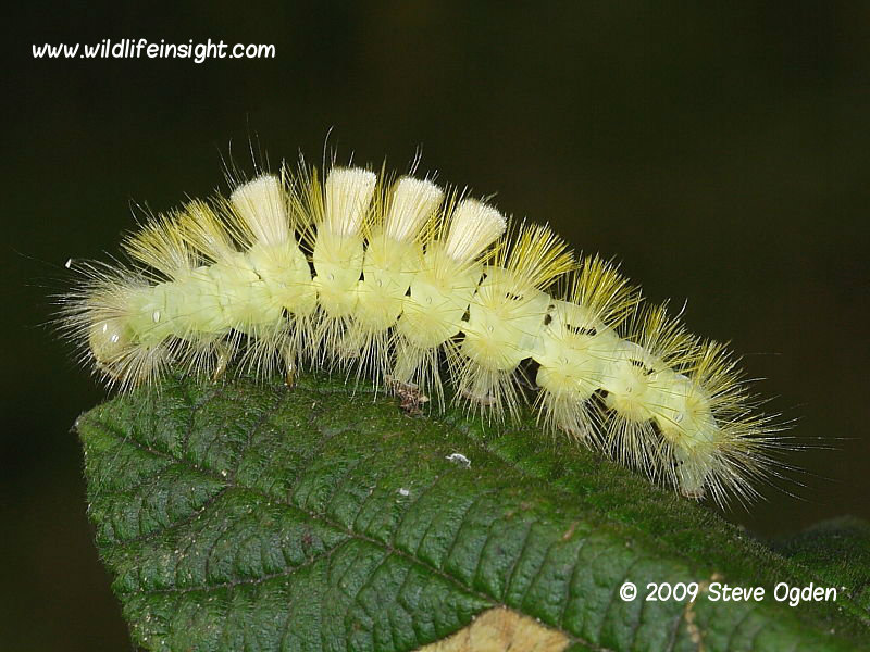 Pale Tussock (Calliteara pudibunda) caterpillar lacking tail tuft. Photo Steve Ogden. 