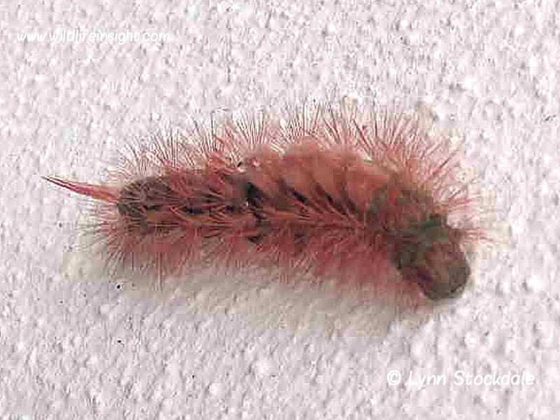 Red form of Pale Tussock caterpillar.