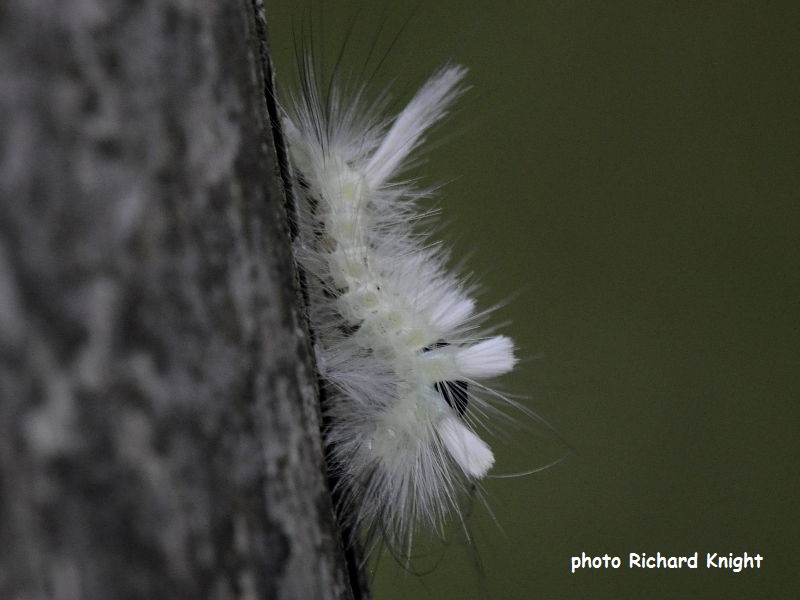 White form of Pale Tussock caterpillar.