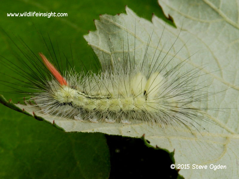 Pale Tussock (Calliteara pudibunda) larva fourth instar. Photo Steve Ogden.