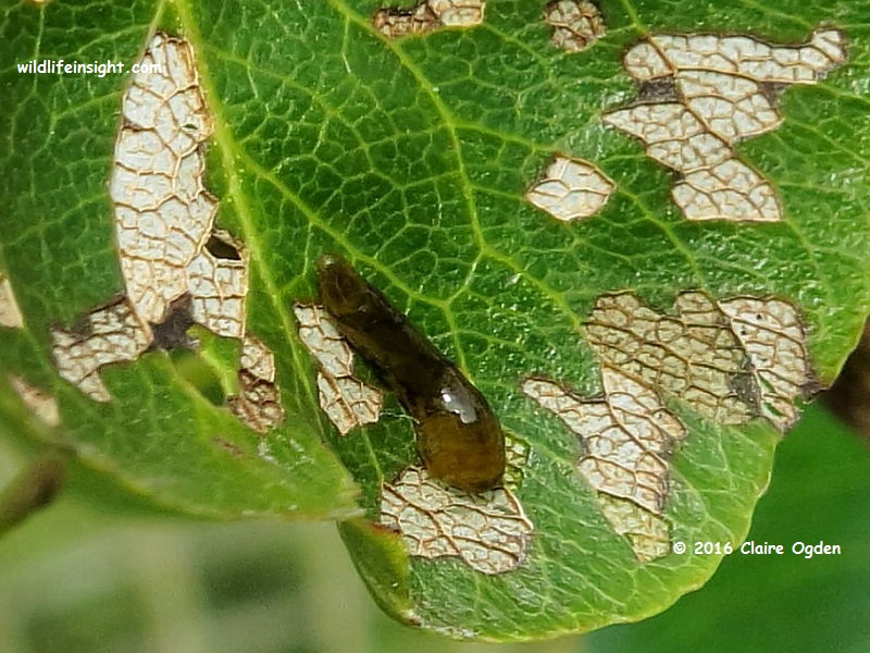 Pear sawfly caterpillar (Caliroa cerasi on pear tree leaf Gloucestershire © 2016 Claire Ogden