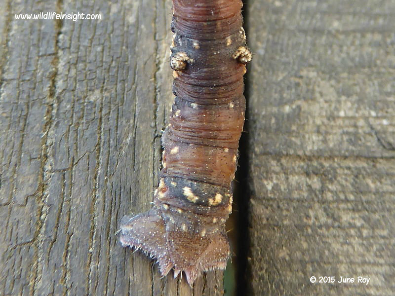 Peppered Moth (Biston betularia) caterpillar showing warts on 8th segment © 2015 June Roy