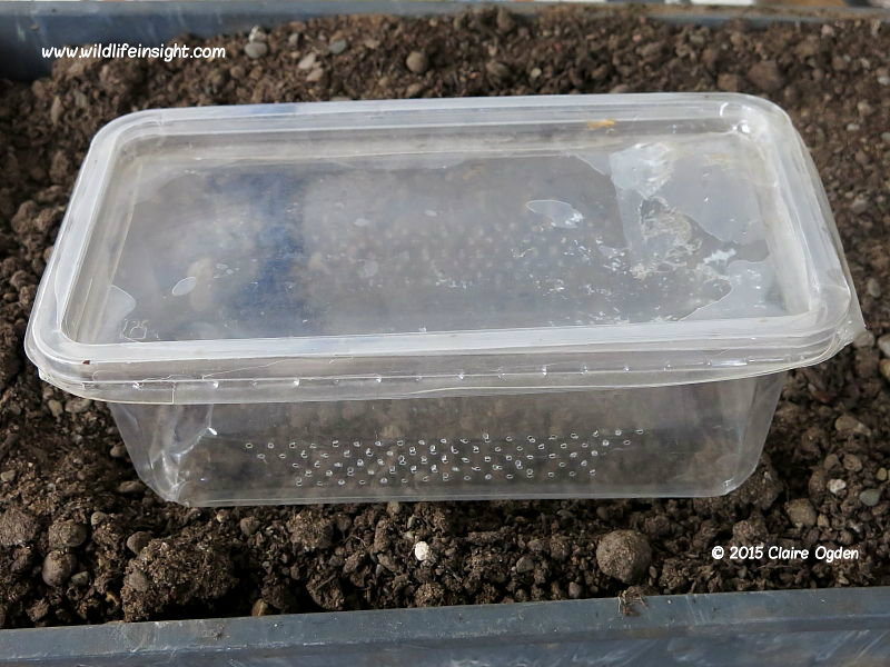 Plastic caterpillar rearing container © 2015 Claire Ogden