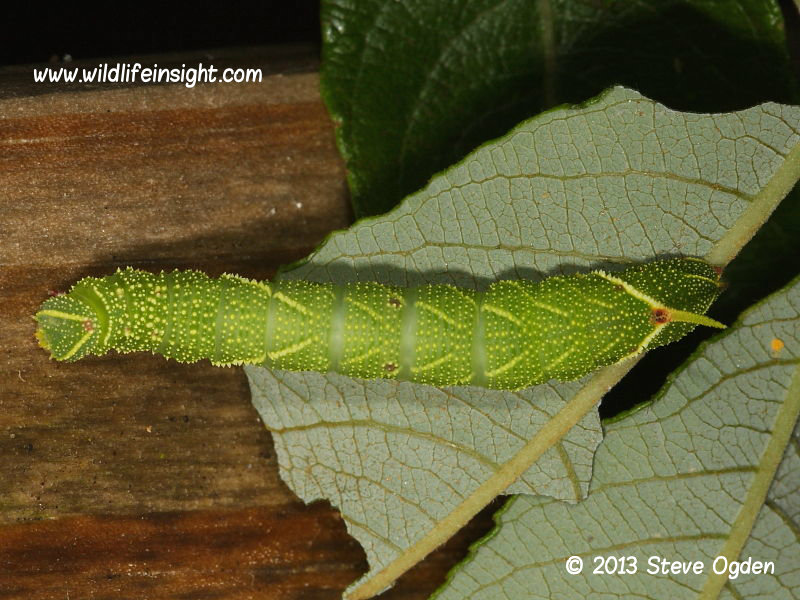 Poplar Hawkmoth  20mm larva Laothoe populi © 2013 Steve Ogden