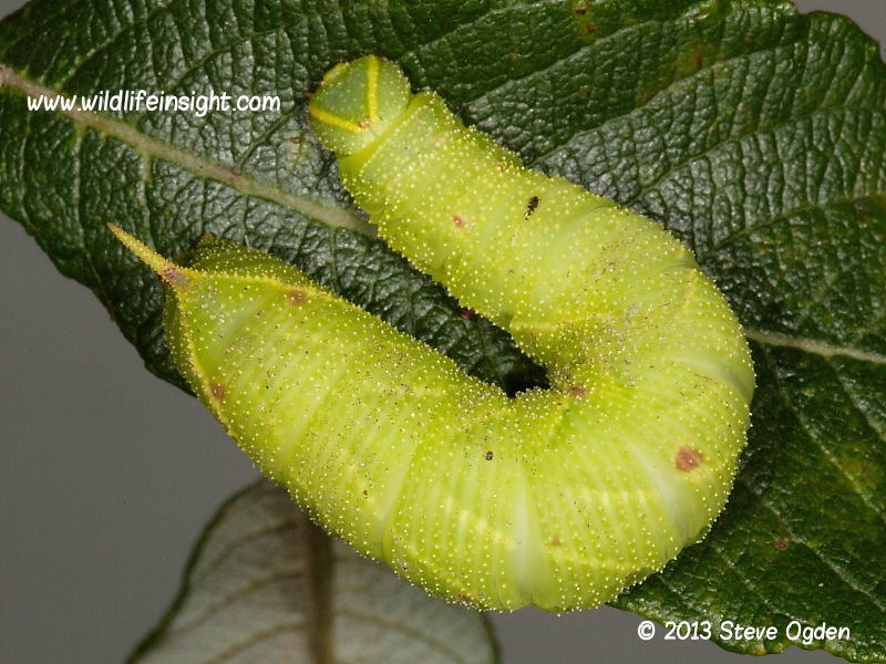 Poplar Hawkmoth Laothoe populi fully grown larva 55mm © 2013 Steve Ogden
