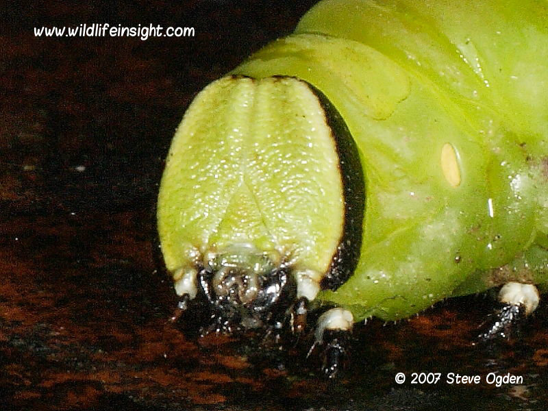 Privet Hawk-moth (Sphinx ligustri) caterpillar head © Steve Ogden
