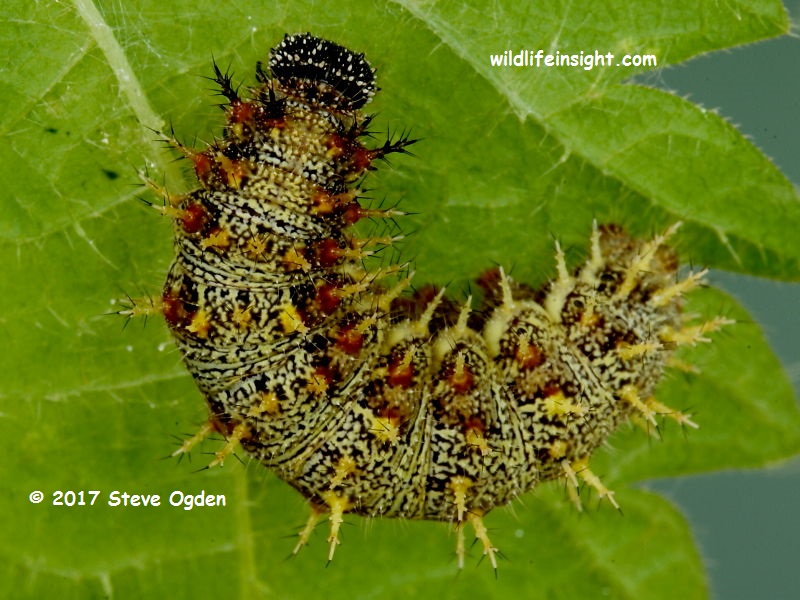 Red Admiral caterpillar (Vanessa atalanta) Cornwall © 2017 Steve Ogden