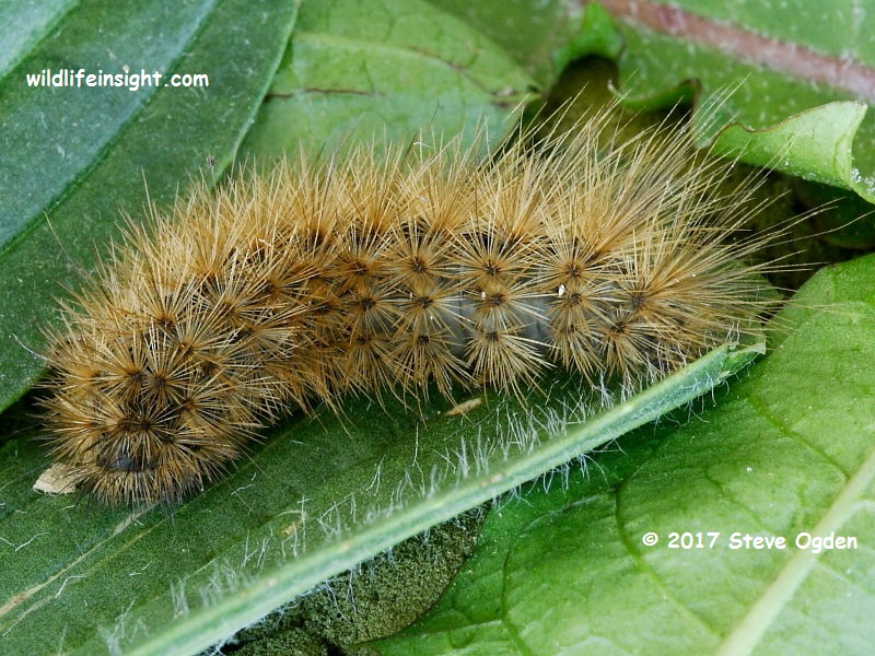 Ruby Tiger first brood caterpillar recorded in July in Cornwall © 2017 Steve Ogden