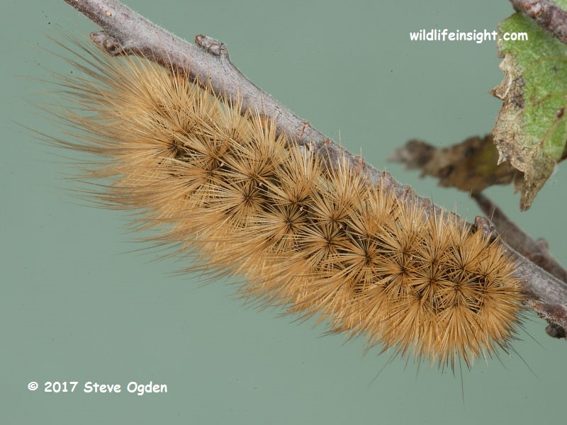 Fully grown second brood pre overwintering Ruby Tiger caterpillar (Phragmatobia fuliginosa)  