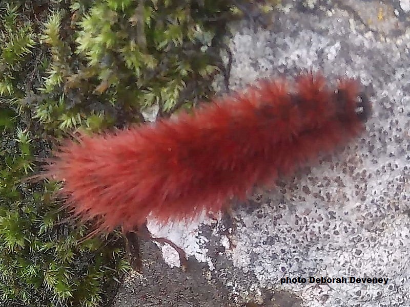 Unusual dark red form of Ruby-Tiger caterpillar recorded on the Isle of Skye by Deborah Deveney.