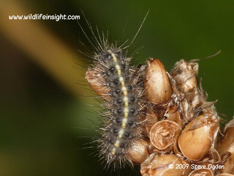 Dorsal view of partly grown 15mm Ruby Tiger caterpillar (© Steve Ogden)
