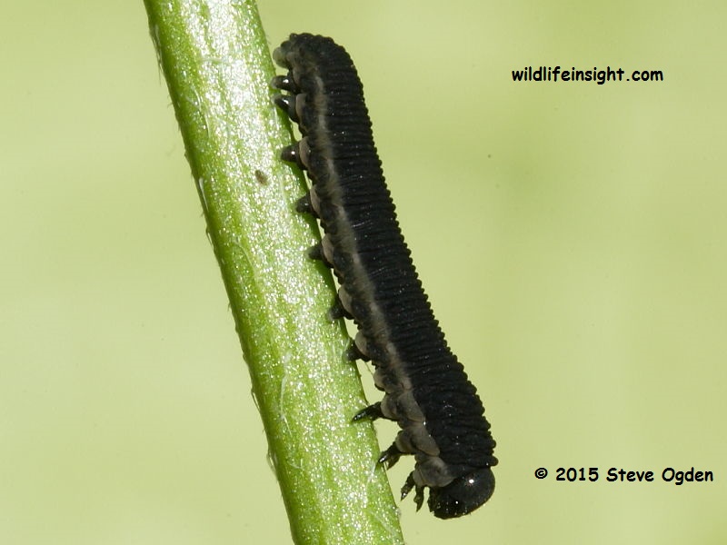 Sawfly caterpillar legs compared with other caterpillars © 2015 Steve Ogden