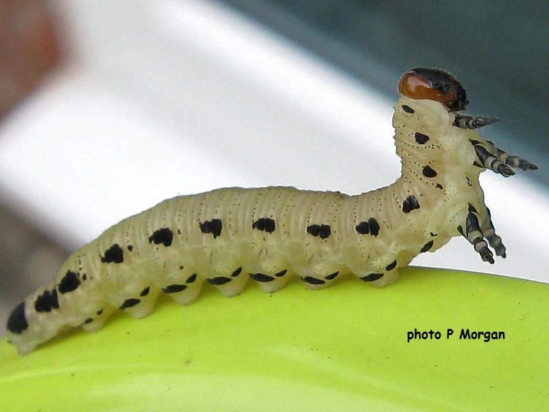 Sawfly larva possibly Diprion pini © P. Morgan