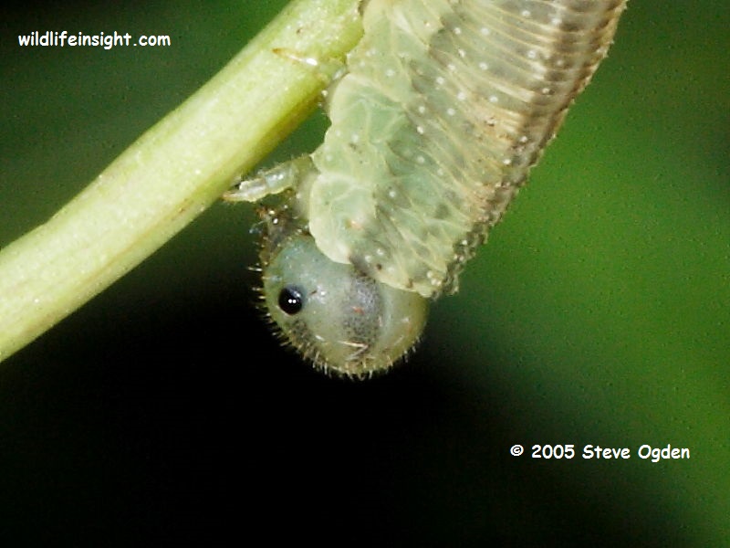 Sawfly larva with black head spot © 2005 Steve Ogden