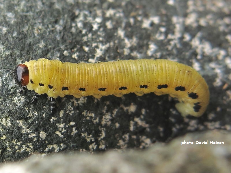 Sawfly larva on dry stone wall possibly Diprion pini Culkein Drumbeg photo David Haines