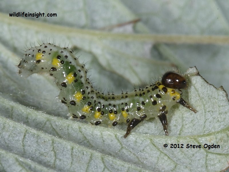 Sawfly larva on raspberry leaf © 2012 Steve Ogden