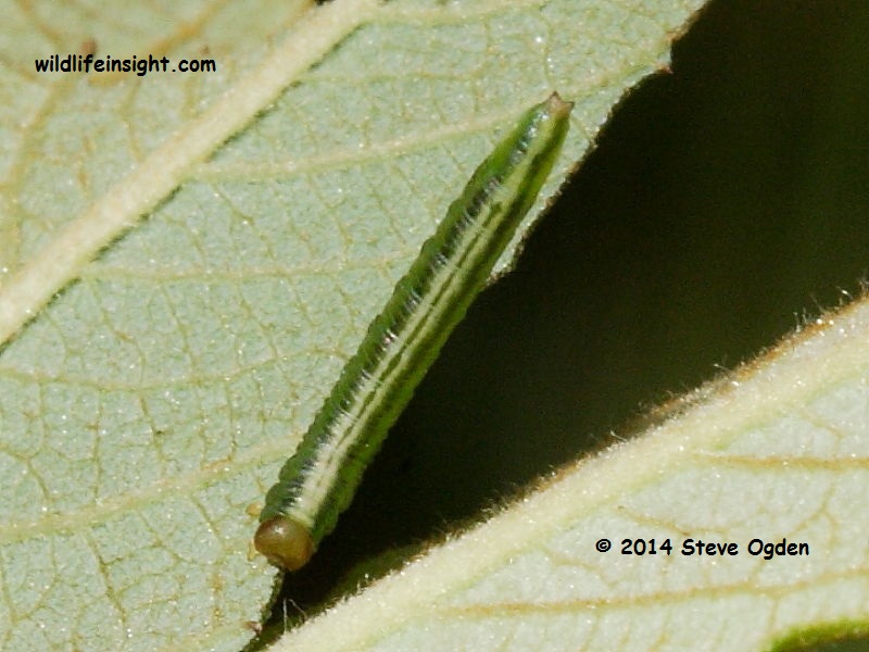 Sawfly larva on willow © 2014 Steve Ogden