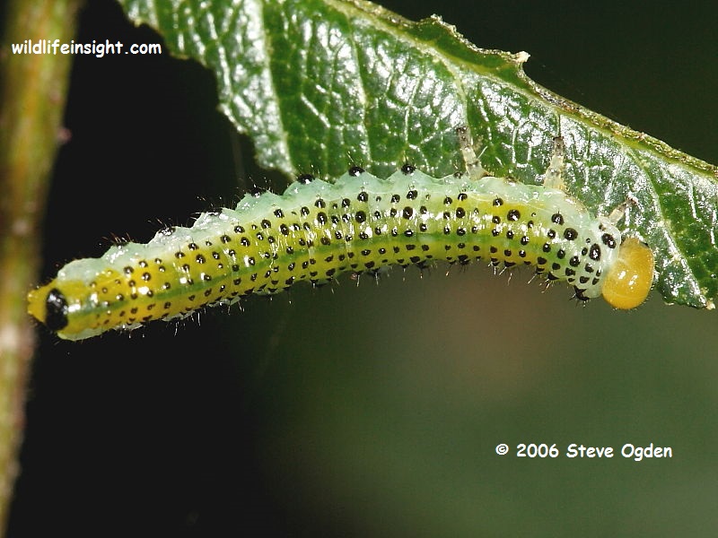 Sawfly larva on willow © 2006 Steve Ogden