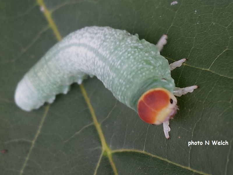 Sawfly larva possible Trichiosoma lucorum photo N Welch