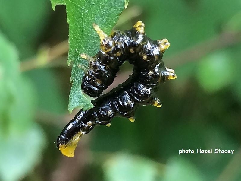 Sawfly larva possibly Croesus latipes on birch photo Hazel Stacey
