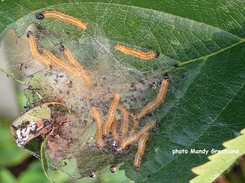Sawfly larvae Neurotoma saltuum web on cherry tree photo Mandy Greenland